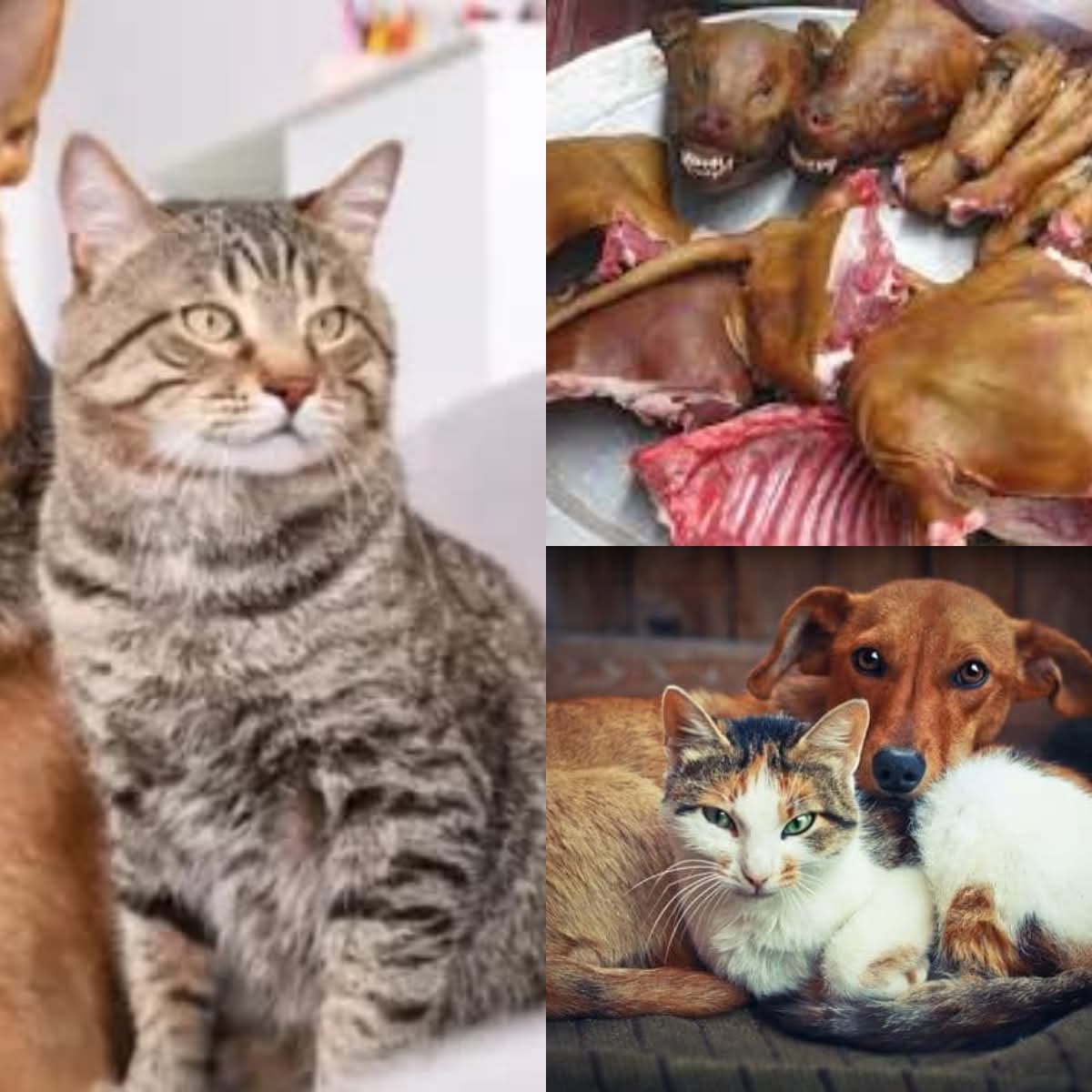They are family - The real reason ICS wants a ban on eating cats and dogs in Ghana 1 FB IMG 1772049004098