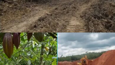 "Very Serious Problem": Cocoa Farmers Cries out as Illegal Miners D,estroy Over 7 Acres of Farms at Akwabuoso 3 FB IMG 1773757723815