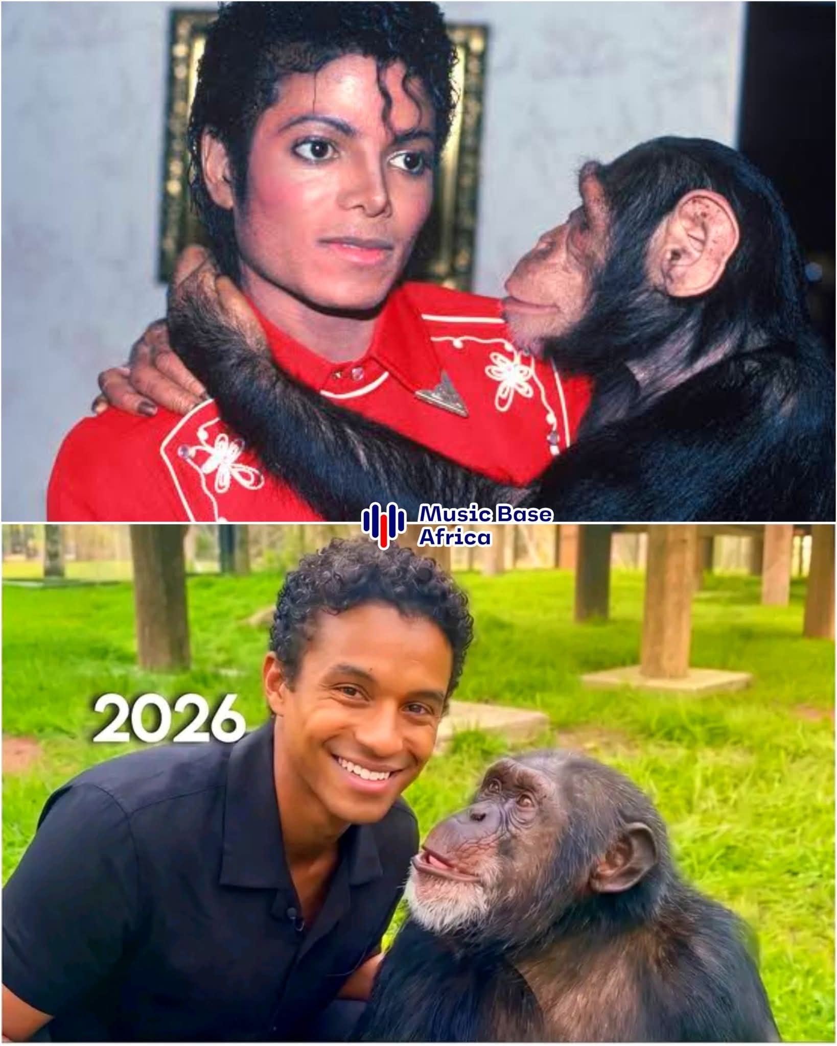 Michael Jackson’s famous pet chimp, Bubbles, is still alive at 43 years old. 1 FB IMG 1777281028908